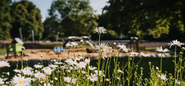 Blumen im Vordergrund und das Freibad des AGGUA im Hintergrund